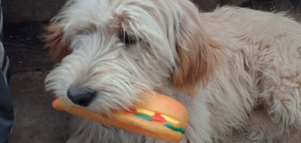 How to Remove Squeaker From Dog Toy 5 Beneficial Steps 2024